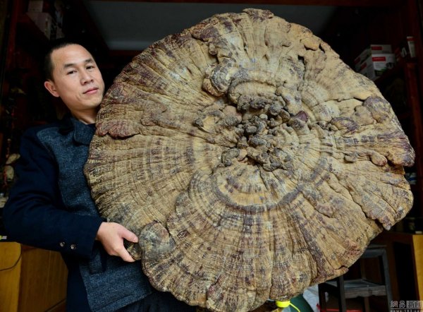 China Guangxi Hezhou Giant Mushroom Found 01 600x442 